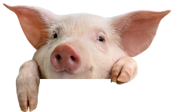 Pig